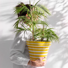 ZUMA STRIPES FLOWERPOT | YELLOW