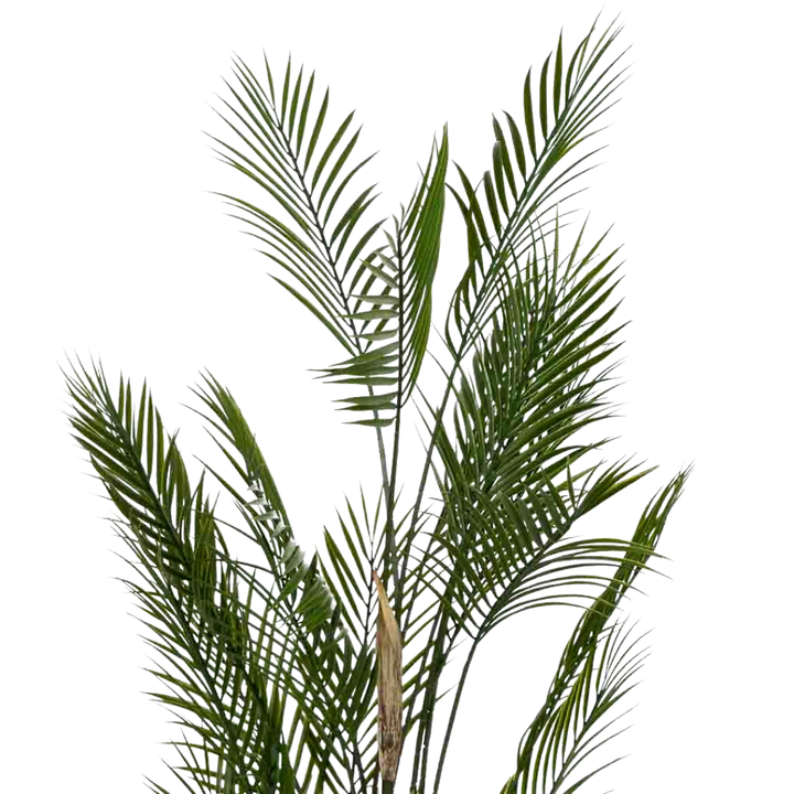 DECO SYNTHETIC PLANT KAWAII | 92X92X150CM