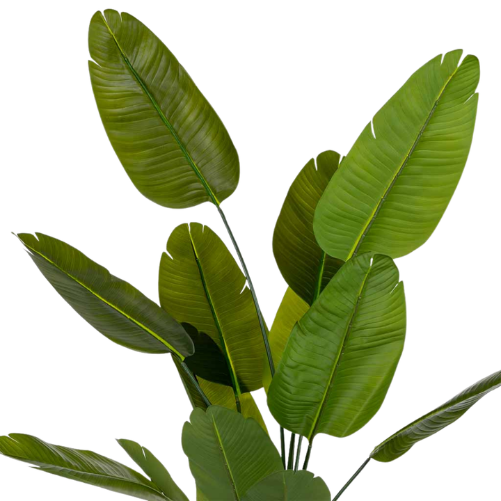DECO SYNTHETIC PLANT STRELITZIA | 80X80X180CM