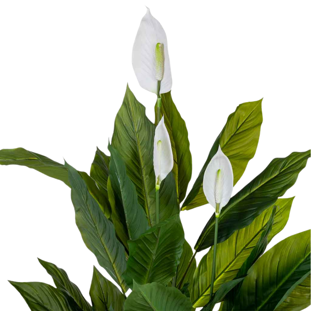 DECO SYNTHETIC PLANT ANTHURIUM | 100X100X125CM