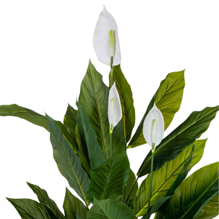DECO SYNTHETIC PLANT ANTHURIUM | 100X100X125CM
