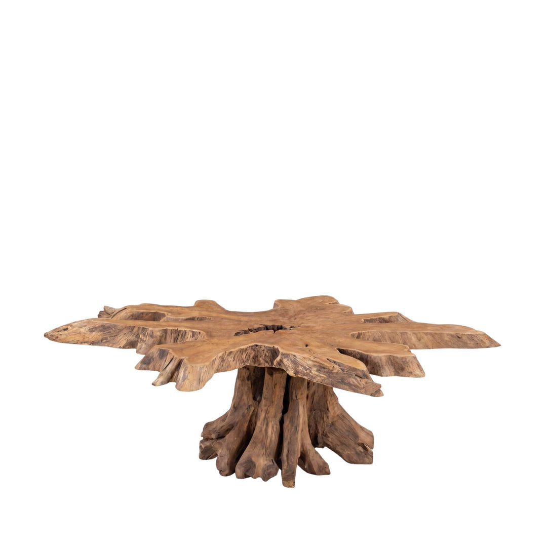 Front view of the Belitung teak wood coffee table showing its sculptural teak root base and organic tabletop.