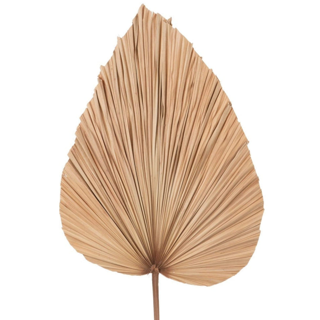 Front view of natural palm leaf with wide fan-shaped fibers