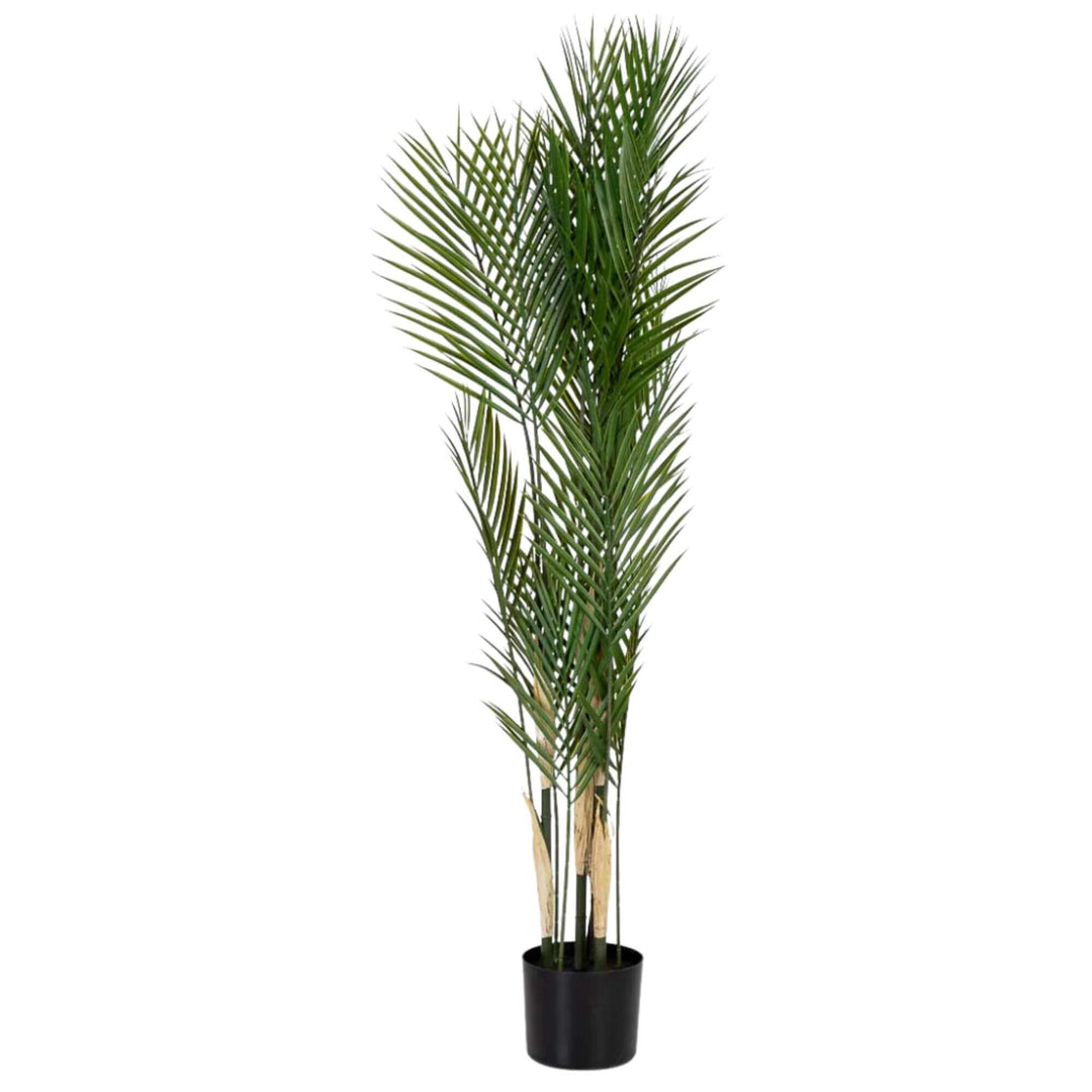 Side angle highlighting the plant’s full volume and upward leaf movement.