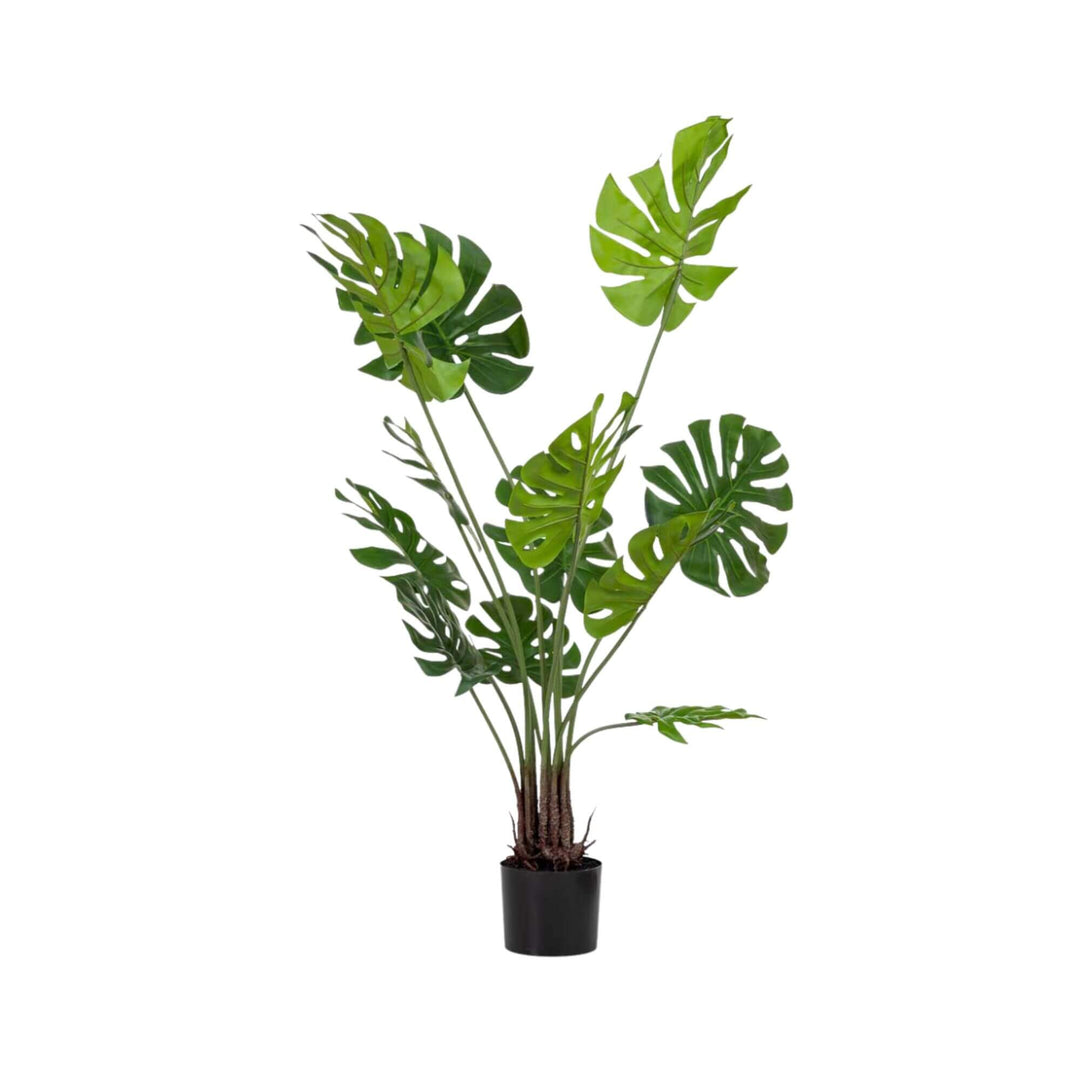 Side profile view showing the plant’s height, depth, and natural leaf layering.