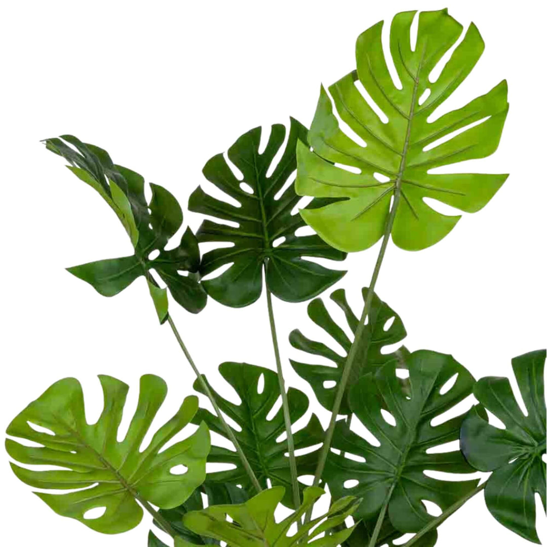 Detail view of the upper foliage showing the leaf shapes, stems, and layered arrangement.
