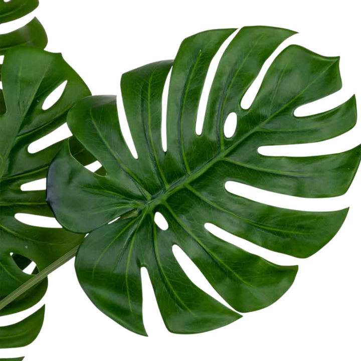 Close-up of monstera leaves highlighting the cut-out detailing and realistic green tone variation.
