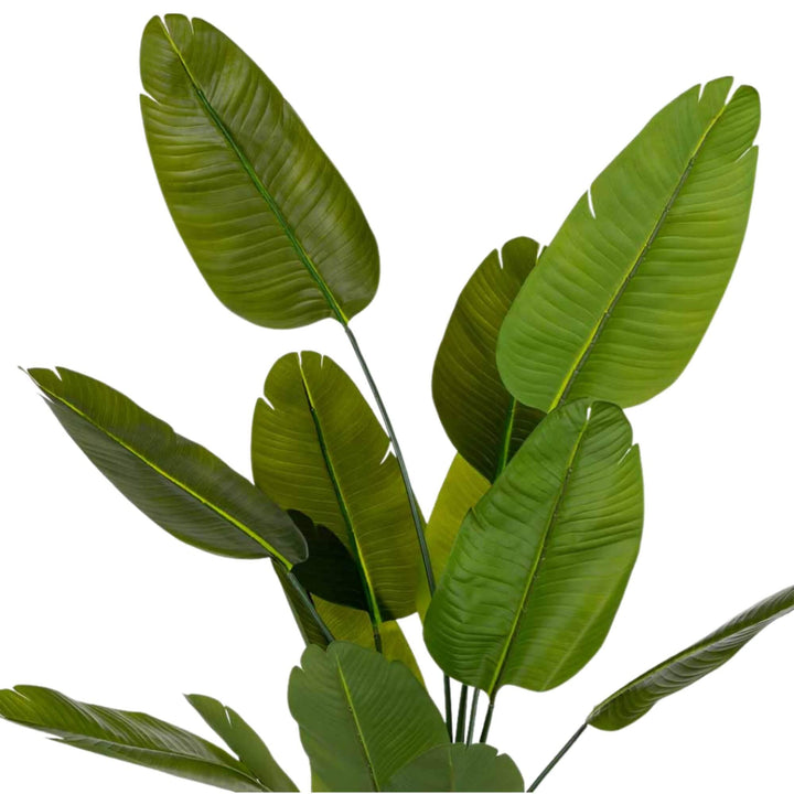 Close-up of synthetic Strelitzia leaves with natural texture