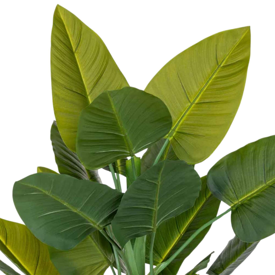 Close-up of the plant’s layered leaves with natural green tonal variation