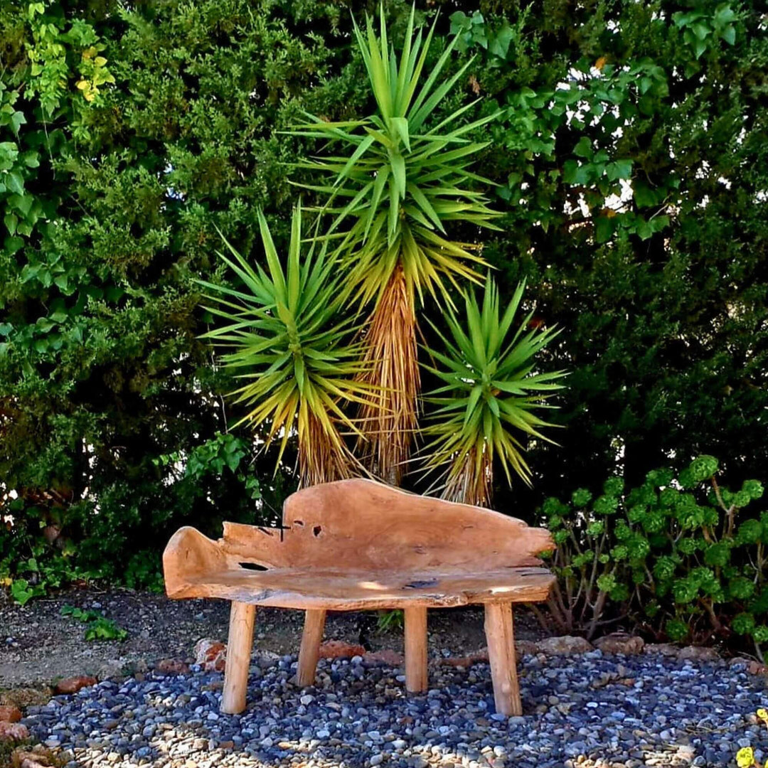 ISHA TEAK ROOT WOOD BENCH in a garden setting with greenery