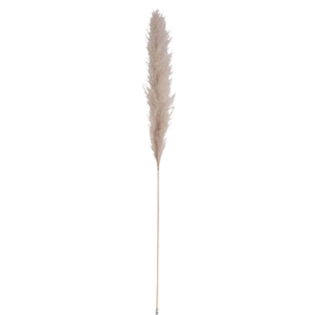 Single natural pampa leaf stem with soft beige plume on white background.

