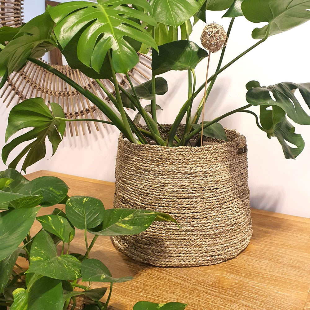 Sara seagrass baskets styled with indoor plant