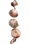 SEA SHELL WINDCHIME "L"