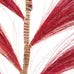 DECO FURRY PALM RED